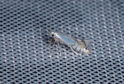 Phyllocnistis sp.
